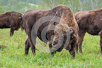 A large male bison grazing in the meadow. Stock Photo