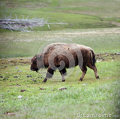 Large male buffalo Stock Photo