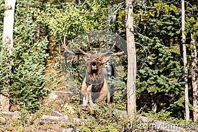 Large Male Bull Elk during Rut Season Stock Photo