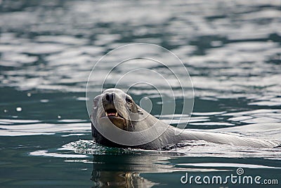 Large male California sea lion stares while swimming by Stock Photo