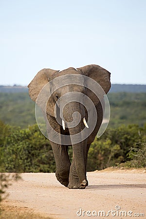 Large male elephant on bush road Stock Photo