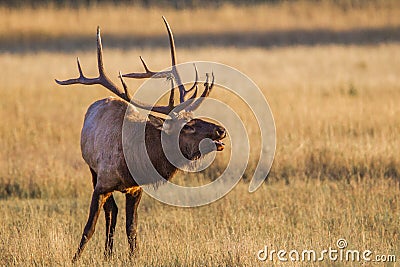 Large Male Elk Stock Photo