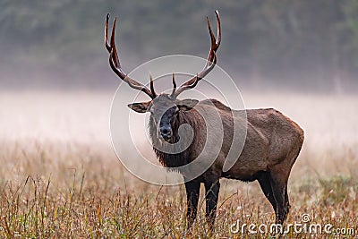 Large male elk with grand head of antlers on misty morning.2 Stock Photo