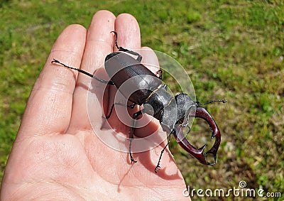 Large male European stag beetle insect in hand Stock Photo