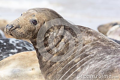 Large male gray seal marine mammal from the Horsey colony UK Stock Photo