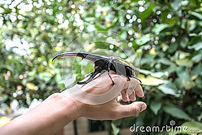 A large male hercules beetle Dynastes hercules Stock Photo