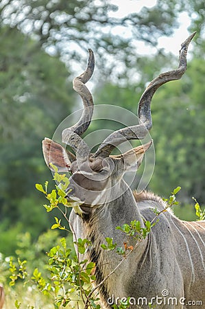 A large male Kudu antelope with big horns in Kruger national park South Africa Stock Photo