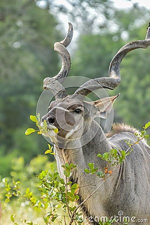 A large male Kudu antelope with big horns in Kruger national park South Africa Stock Photo