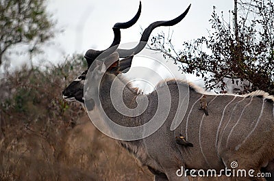 A Large Male Kudu Stock Photo