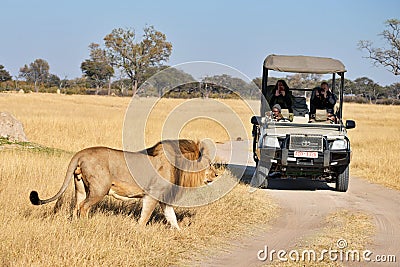 Male Lion Crossing Editorial Stock Photo