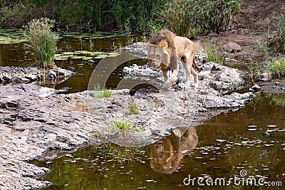 Large male lion prowling along the river bank Stock Photo