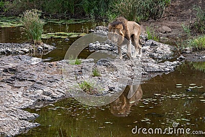 Large male lion prowling along the river Stock Photo