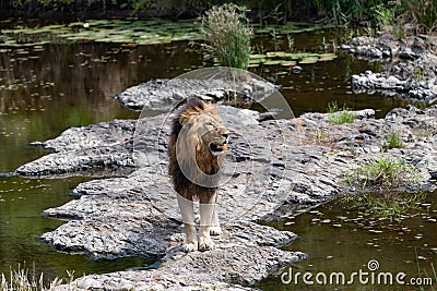 Large Male Lion on the river bank Stock Photo