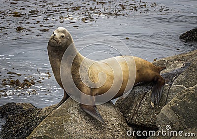 Large Male Sea Lion Urinates on Rock with Ocean and Kelp in Background Stock Photo