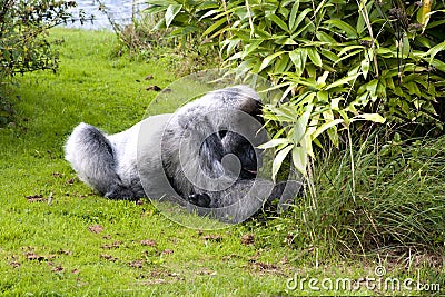 Large male silver back gorilla Stock Photo