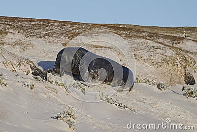 Sea Lion catching a penguin in the Falkland Islands Stock Photo