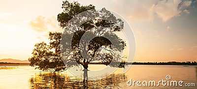 Large mangrove tree standing alone by the sea at sunset, fantastic sky on summer dusk Stock Photo