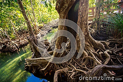 large mangrove tree trunk with interlaced roots and hollow Stock Photo