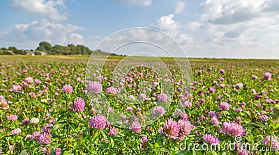 Large meadow of pink clover Stock Photo