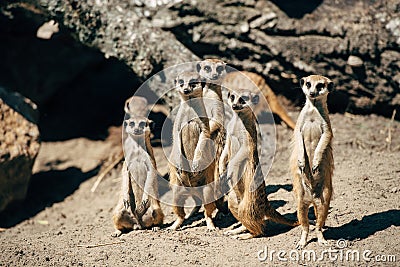 Large meercats family Stock Photo