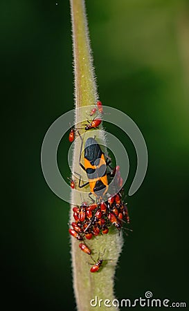 Large Milkweed Beetle Oncopeltus fasciatus Stock Photo