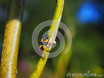 Large Milkweed Bug Adult Stock Photo