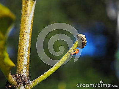 Large Milkweed Bug Nymph 5th Instar Stock Photo