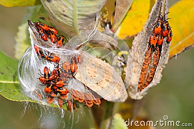 Large Milkweed Bug Nymphs Stock Photo