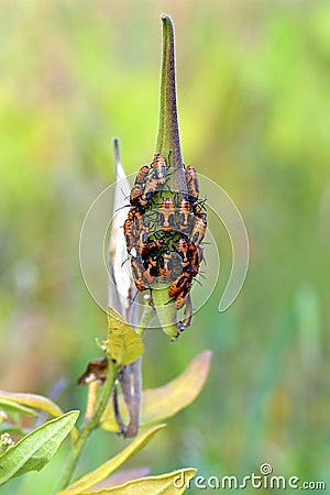 Large Milkweed Bug Nymphs 605525 Stock Photo