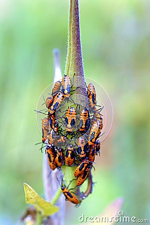 Large Milkweed Bug Nymphs 605527 Stock Photo