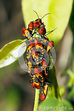 Large Milkweed Bug Nymphs Stock Photo