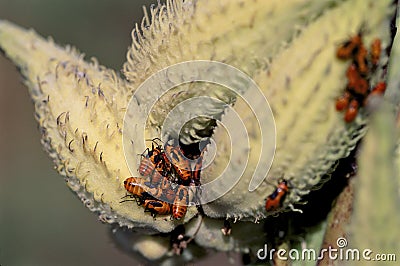 Large Milkweed Bug Nymphs 34128 Stock Photo