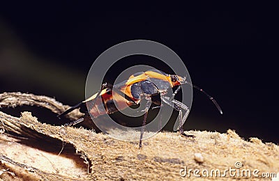 Large Milkweed Bug (Oncopeltus fasciatus) Stock Photo
