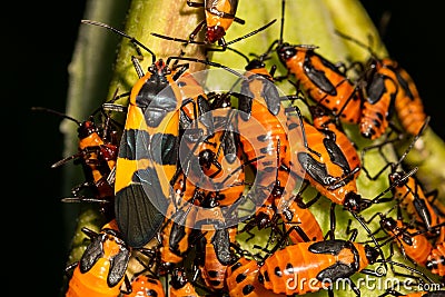 Large Milkweed Bug- Oncopeltus fasciatus Stock Photo