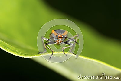 Large milkweed bug with warning coloration on a milkweed leaf. Stock Photo