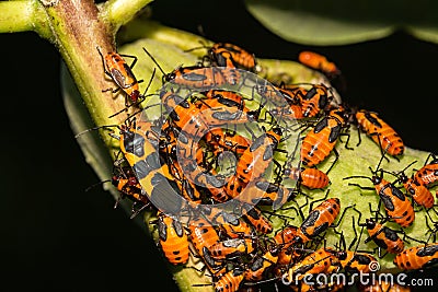 Large Milkweed Bug- Oncopeltus fasciatus Stock Photo