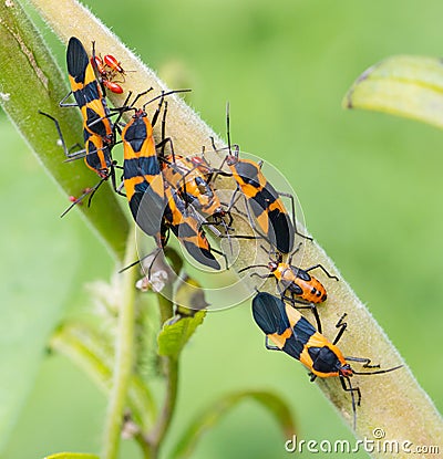 Large Milkweed Bugs Stock Photo