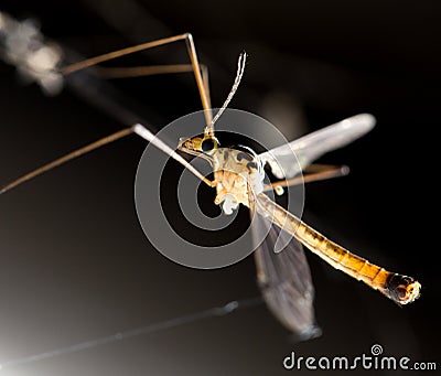 Large mosquito. macro Stock Photo