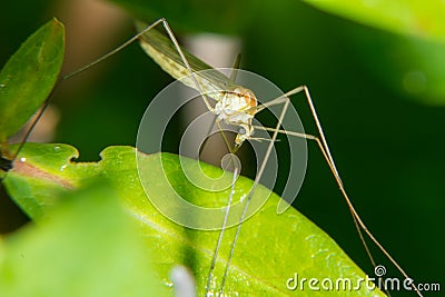 Large mosquito Stock Photo