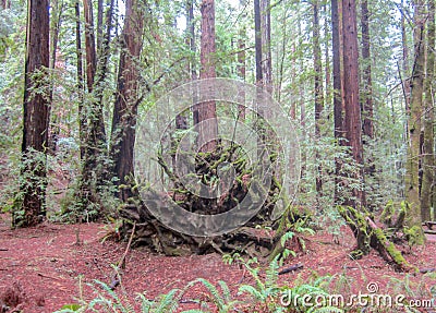 Large mossy tree root in the forest Stock Photo