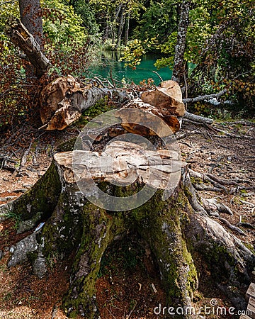 A large, mossy tree stump Stock Photo