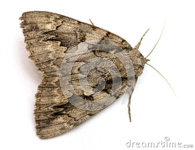 Large Moth Stock Photo