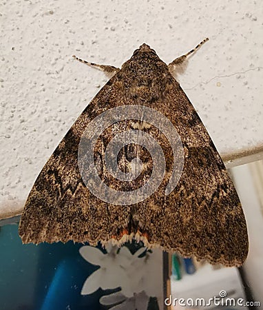 A large moth. Stock Photo
