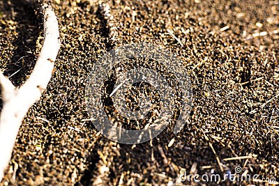 A large mound of termites, termites eat rotten trees Stock Photo