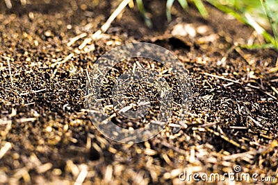 A large mound of termites, termites eat rotten trees Stock Photo