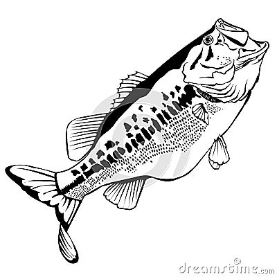 Large Mounth Bass Illustration Stock Photo