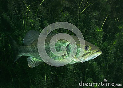 Large Mouth Bass - Vortex Springs Stock Photo