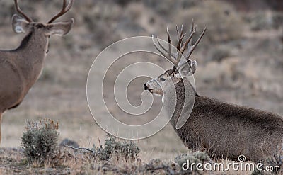 Large mule deer buck approaches smaller buck Stock Photo