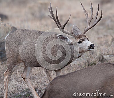 Large mule deer buck picks up on scent Stock Photo