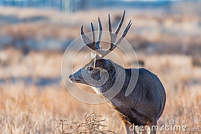 A Large Mule Deer Buck Profile Stock Photo